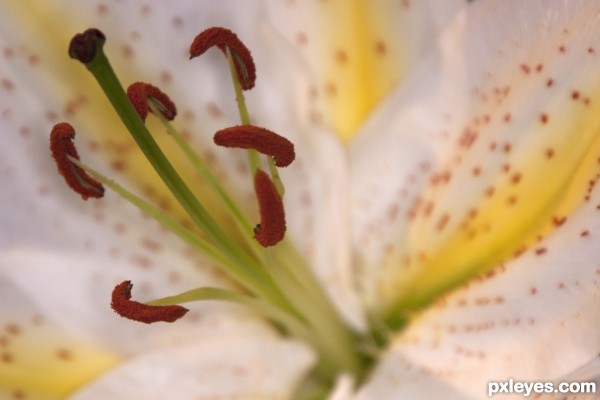 Stamen